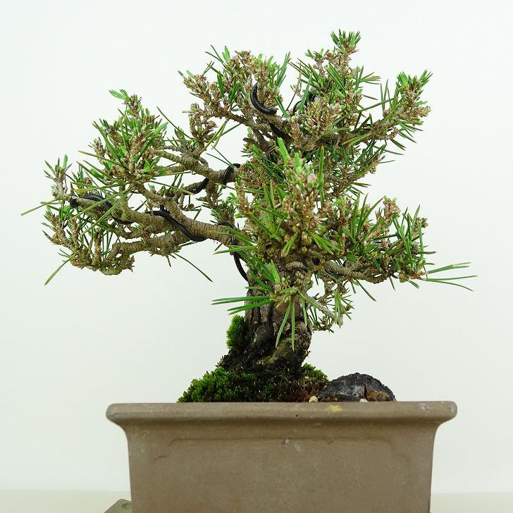 盆栽 松 黒松 千寿丸 樹高 約18cm くろまつ Pinus thunbergii クロマツ マツ科 常緑針葉樹 観賞用 小品 q1146531943