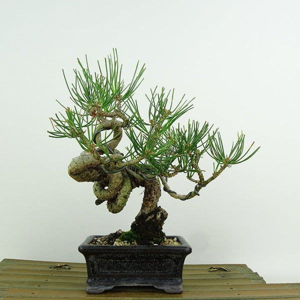 盆栽 松 黒松 樹高 約16cm くろまつ Pinus thunbergii クロマツ マツ科 常緑針葉樹 観賞用 小品 e1146540288