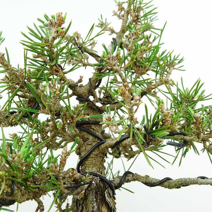 盆栽 松 黒松 千寿丸 樹高 約18cm くろまつ Pinus thunbergii クロマツ マツ科 常緑針葉樹 観賞用 小品 q1146531943