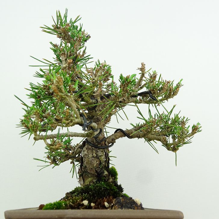 盆栽 松 黒松 千寿丸 樹高 約18cm くろまつ Pinus thunbergii クロマツ マツ科 常緑針葉樹 観賞用 小品 q1146531943