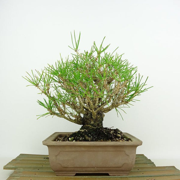 盆栽 松 黒松 樹高 約20cm くろまつ Pinus thunbergii クロマツ マツ科 常緑針葉樹 観賞用 小品 p1146542102