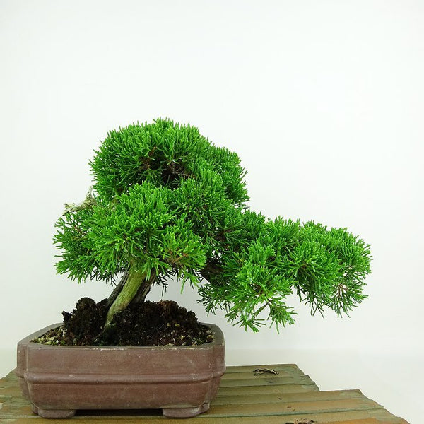 盆栽 真柏 樹高 約18cm しんぱく Juniperus chinensis シンパク “ジン シャリ” ヒノキ科 常緑樹 観賞用 小品 o1146537594