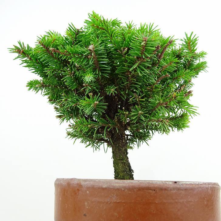 盆栽 松 蝦夷松 樹高 約12cm えぞまつ Picea jezoensis エゾマツ マツ科 常緑針葉樹 観賞用 小品 v1146550503