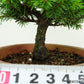 盆栽 松 蝦夷松 樹高 約12cm えぞまつ Picea jezoensis エゾマツ マツ科 常緑針葉樹 観賞用 小品 v1146550503