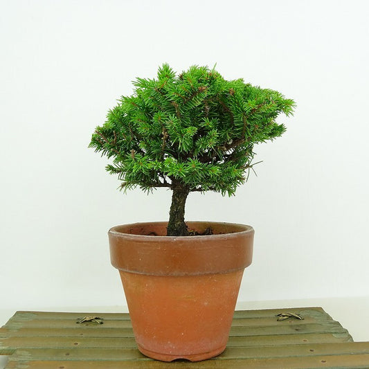 盆栽 松 蝦夷松 樹高 約12cm えぞまつ Picea jezoensis エゾマツ マツ科 常緑針葉樹 観賞用 小品 v1146550503