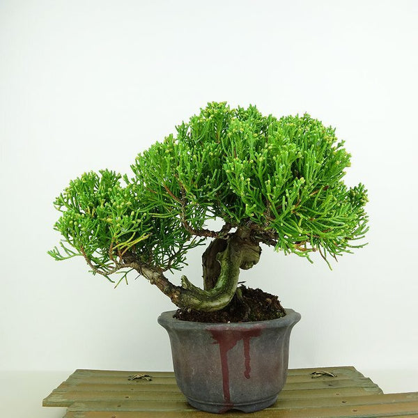 盆栽 真柏 樹高 約17cm しんぱく Juniperus chinensis シンパク “ジン シャリ” ヒノキ科 常緑樹 観賞用 小品 v1146542294