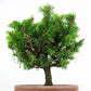 盆栽 松 蝦夷松 樹高 約12cm えぞまつ Picea jezoensis エゾマツ マツ科 常緑針葉樹 観賞用 小品 v1146550503