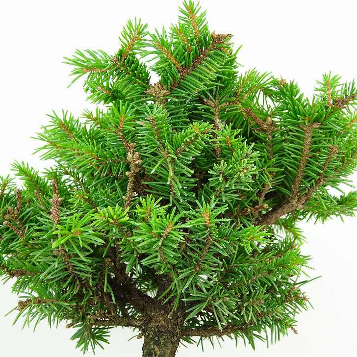 盆栽 松 蝦夷松 樹高 約12cm えぞまつ Picea jezoensis エゾマツ マツ科 常緑針葉樹 観賞用 小品 v1146550503