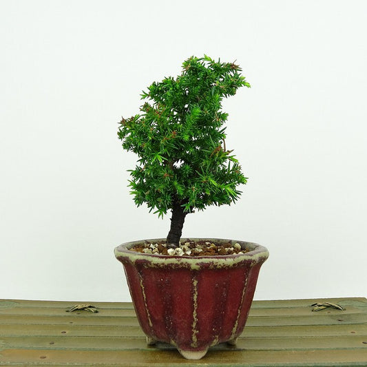 盆栽 杉 樹高 約11cm すぎ Cryptomeria japonica スギ ヒノキ科 スギ属 常緑樹 観賞用 小品 f1146541054