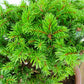 盆栽 松 蝦夷松 樹高 約12cm えぞまつ Picea jezoensis エゾマツ マツ科 常緑針葉樹 観賞用 小品 v1146550503