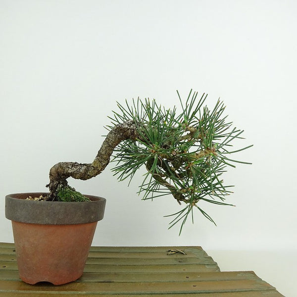 盆栽 松 黒松 樹高 約13cm くろまつ Pinus thunbergii クロマツ マツ科 常緑針葉樹 観賞用 小品 o1146545213