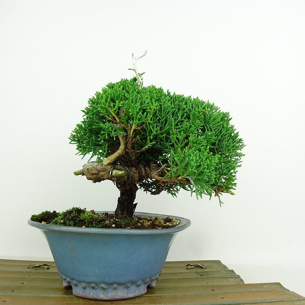 盆栽 真柏 樹高 約16cm しんぱく Juniperus chinensis シンパク “ジン シャリ” ヒノキ科 常緑樹 観賞用 小品 f1146534343