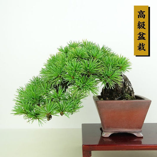 盆栽 松 五葉松 樹高 上下 約12cm ごようまつ 高級盆栽 Pinus parviflora ゴヨウマツ マツ科 常緑針葉樹 観賞用 小品 n1146528434