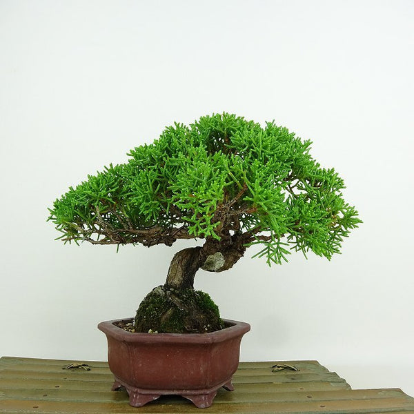 盆栽 真柏 樹高 約14cm しんぱく Juniperus chinensis シンパク “ジン シャリ” ヒノキ科 常緑樹 観賞用 小品 f1146537820