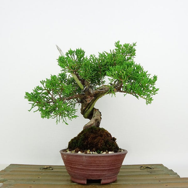 盆栽 真柏 樹高 約18cm しんぱく Juniperus chinensis シンパク “ジン シャリ” ヒノキ科 常緑樹 観賞用 小品 s1146537048