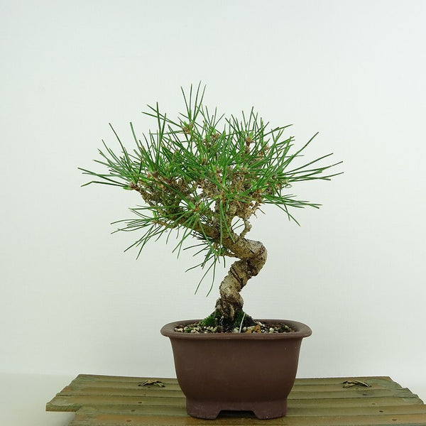 盆栽 松 黒松 樹高 約19cm くろまつ Pinus thunbergii クロマツ マツ科 常緑針葉樹 観賞用 小品 r1146521918