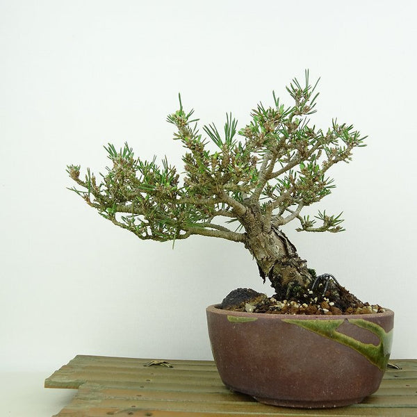 盆栽 松 黒松 千寿丸 樹高 約15cm くろまつ Pinus thunbergii クロマツ マツ科 常緑針葉樹 観賞用 小品 f1146536480