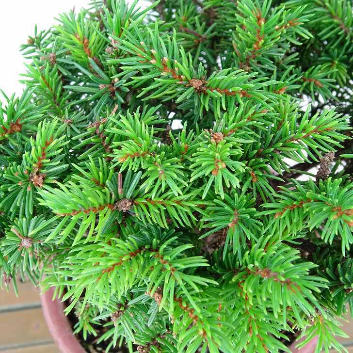 盆栽 松 蝦夷松 樹高 約9cm えぞまつ Picea jezoensis エゾマツ マツ科 常緑針葉樹 観賞用 小品 t1146531720