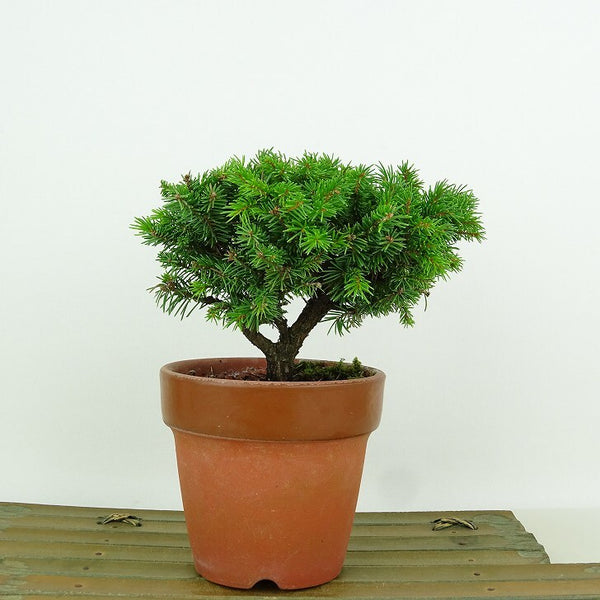 盆栽 松 蝦夷松 樹高 約9cm えぞまつ Picea jezoensis エゾマツ マツ科 常緑針葉樹 観賞用 小品 t1146531720