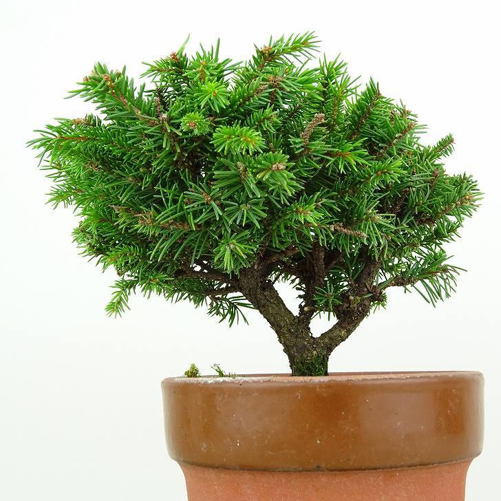 盆栽 松 蝦夷松 樹高 約9cm えぞまつ Picea jezoensis エゾマツ マツ科 常緑針葉樹 観賞用 小品 t1146531720