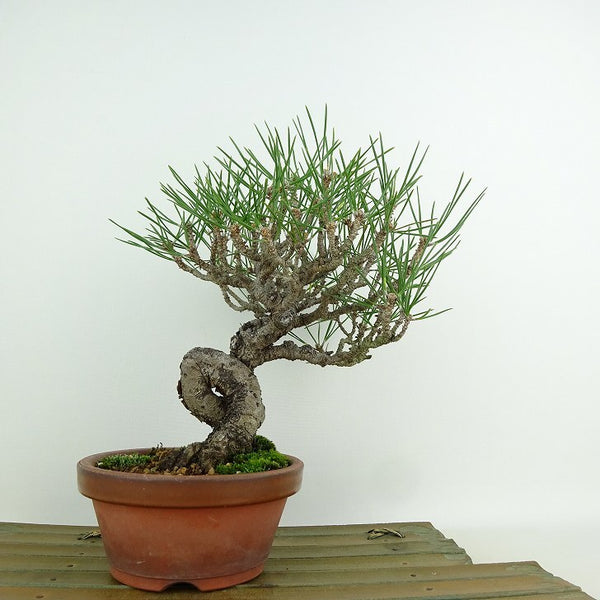 盆栽 松 黒松 樹高 約20cm くろまつ Pinus thunbergii クロマツ マツ科 常緑針葉樹 観賞用 小品 d1146545756