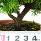 盆栽 松 蝦夷松 樹高 約9cm えぞまつ Picea jezoensis エゾマツ マツ科 常緑針葉樹 観賞用 小品 t1146531720