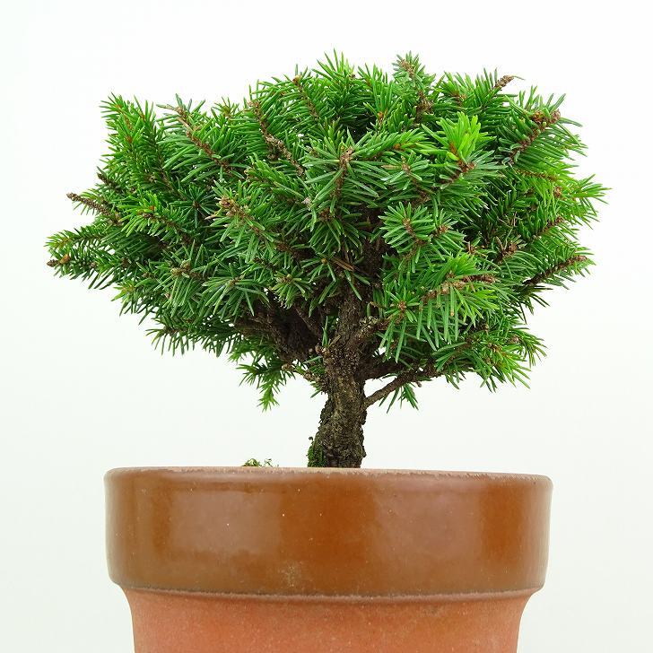 盆栽 松 蝦夷松 樹高 約9cm えぞまつ Picea jezoensis エゾマツ マツ科 常緑針葉樹 観賞用 小品 t1146531720