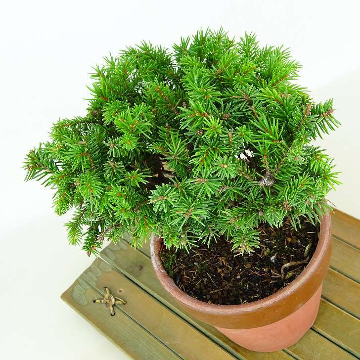 盆栽 松 蝦夷松 樹高 約9cm えぞまつ Picea jezoensis エゾマツ マツ科 常緑針葉樹 観賞用 小品 t1146531720