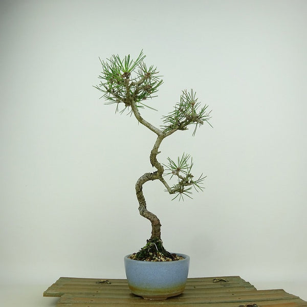 盆栽 松 赤松 樹高 約29cm あかまつ Pinus densiflora アカマツ red pine マツ科 常緑樹 観賞用 g1146565370