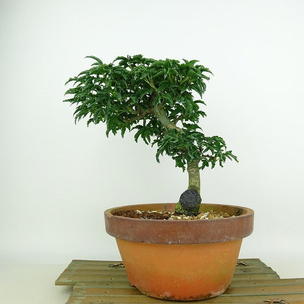 盆栽 紅葉 獅子頭 樹高 21cm もみじ Acer palmatum モミジ シシガシラ カエデ科 落葉樹 観賞用 m1147794819