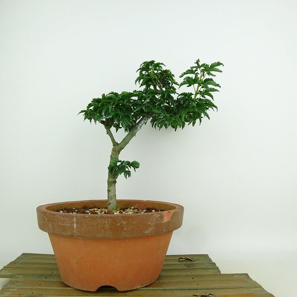 盆栽 紅葉 獅子頭 樹高 21cm もみじ Acer palmatum モミジ シシガシラ カエデ科 落葉樹 観賞用 t1147790585