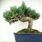 盆栽 松 五葉松 樹高 約27cm ごようまつ Pinus parviflora ゴヨウマツ マツ科 常緑針葉樹 観賞用 l1147810707