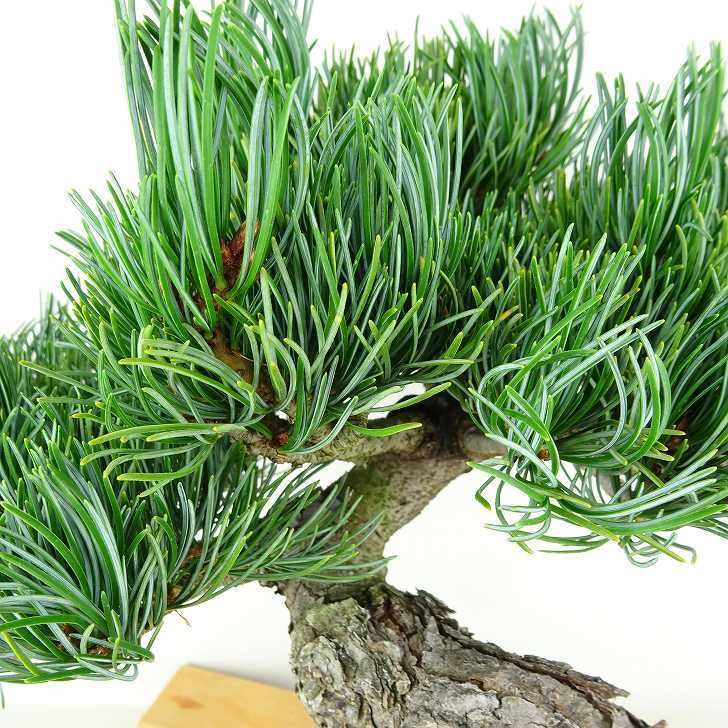 盆栽 松 五葉松 樹高 約27cm ごようまつ Pinus parviflora ゴヨウマツ マツ科 常緑針葉樹 観賞用 l1147810707