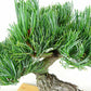 盆栽 松 五葉松 樹高 約27cm ごようまつ Pinus parviflora ゴヨウマツ マツ科 常緑針葉樹 観賞用 l1147810707