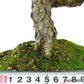 盆栽 松 五葉松 樹高 約27cm ごようまつ Pinus parviflora ゴヨウマツ マツ科 常緑針葉樹 観賞用 l1147810707