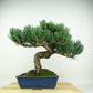 盆栽 松 五葉松 樹高 約27cm ごようまつ Pinus parviflora ゴヨウマツ マツ科 常緑針葉樹 観賞用 l1147810707