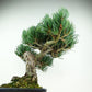 盆栽 松 五葉松 樹高 約27cm ごようまつ Pinus parviflora ゴヨウマツ マツ科 常緑針葉樹 観賞用 l1147810707