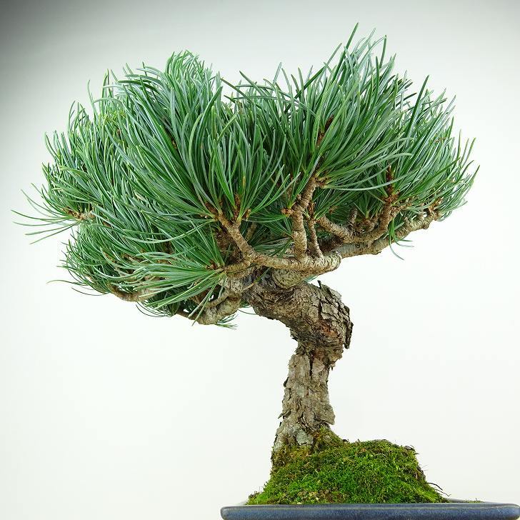 盆栽 松 五葉松 樹高 約27cm ごようまつ Pinus parviflora ゴヨウマツ マツ科 常緑針葉樹 観賞用 l1147810707