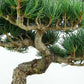 盆栽 松 五葉松 樹高 約27cm ごようまつ Pinus parviflora ゴヨウマツ マツ科 常緑針葉樹 観賞用 l1147810707