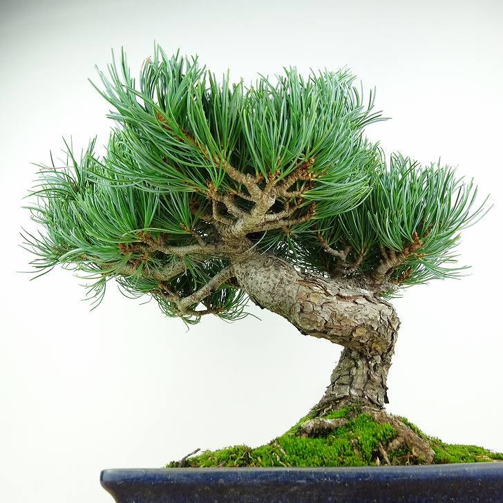 盆栽 松 五葉松 樹高 約28cm ごようまつ Pinus parviflora ゴヨウマツ マツ科 常緑針葉樹 観賞用 h1147813217