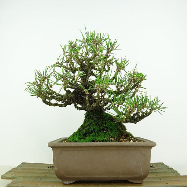 盆栽 松 黒松 樹高 約19cm くろまつ Pinus thunbergii クロマツ マツ科 常緑針葉樹 観賞用 小品 1147785825