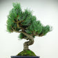 盆栽 松 五葉松 樹高 約28cm ごようまつ Pinus parviflora ゴヨウマツ マツ科 常緑針葉樹 観賞用 h1147813217