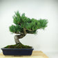 盆栽 松 五葉松 樹高 約28cm ごようまつ Pinus parviflora ゴヨウマツ マツ科 常緑針葉樹 観賞用 h1147813217