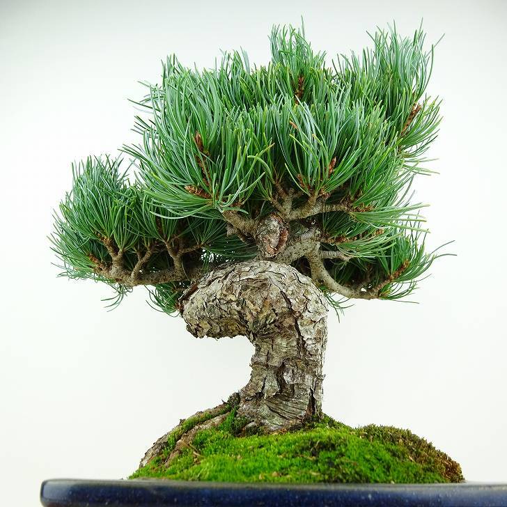 盆栽 松 五葉松 樹高 約28cm ごようまつ Pinus parviflora ゴヨウマツ マツ科 常緑針葉樹 観賞用 h1147813217