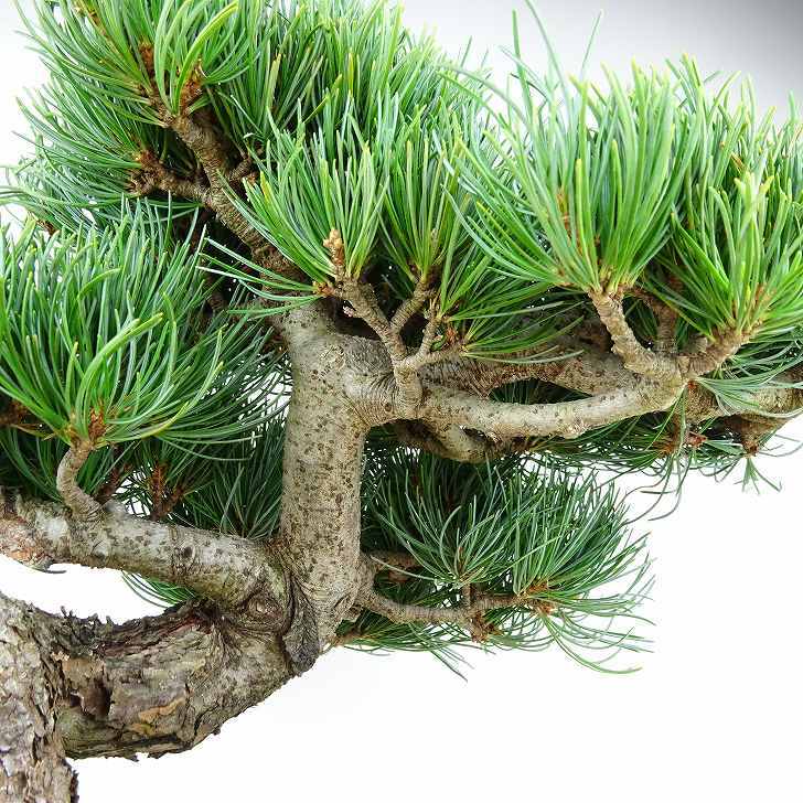 盆栽 松 五葉松 樹高 約28cm ごようまつ Pinus parviflora ゴヨウマツ マツ科 常緑針葉樹 観賞用 h1147813217