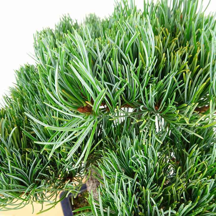 盆栽 松 五葉松 樹高 約28cm ごようまつ Pinus parviflora ゴヨウマツ マツ科 常緑針葉樹 観賞用 h1147813217