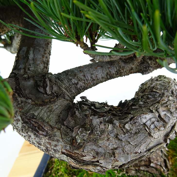 盆栽 松 五葉松 樹高 約28cm ごようまつ Pinus parviflora ゴヨウマツ マツ科 常緑針葉樹 観賞用 h1147813217