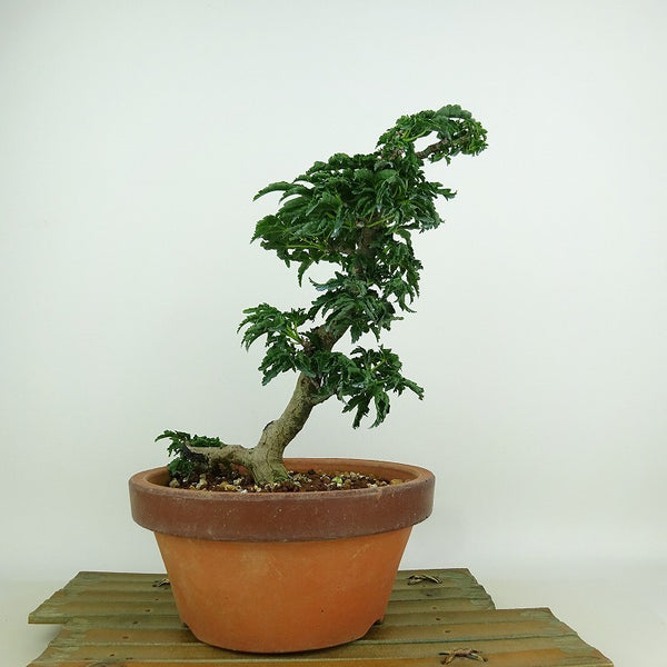 盆栽 紅葉 獅子頭 樹高 21cm もみじ Acer palmatum モミジ シシガシラ カエデ科 落葉樹 観賞用 v1147803982