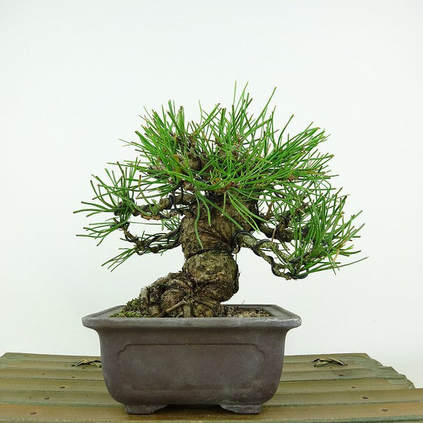 盆栽 松 黒松 樹高 約13cm くろまつ Pinus thunbergii クロマツ マツ科 常緑針葉樹 観賞用 小品 l1147808024