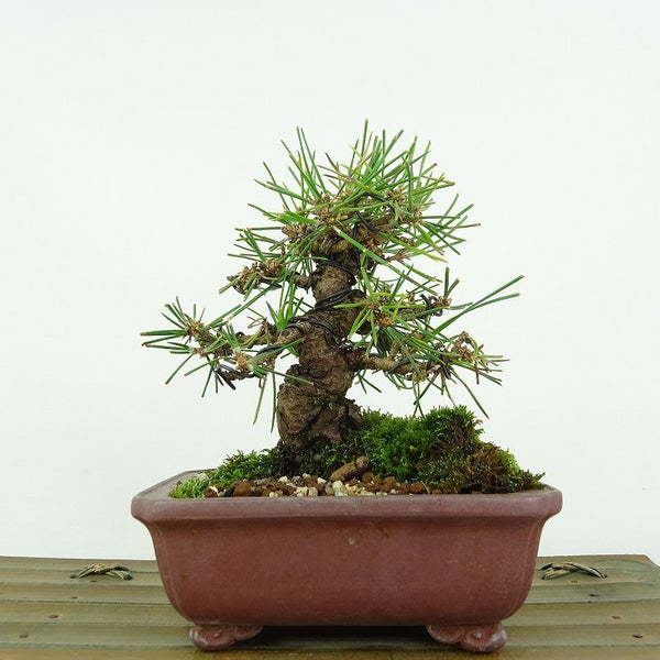 盆栽 松 黒松 樹高 約11cm くろまつ Pinus thunbergii クロマツ マツ科 常緑針葉樹 観賞用 小品 m1147794965